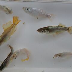 （お話し中です）現物　橙選別外6匹　片目アースアイもいます　 ：メダカ　めだか　西郷の画像