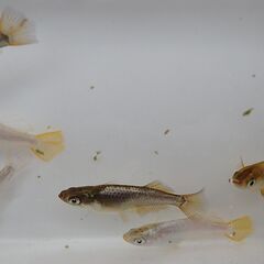 （お話し中です）現物　橙選別外6匹　片目アースアイもいます　 ：メダカ　めだか　西郷の画像