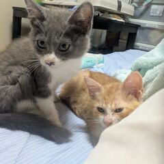 仔猫の里親さん募集♪オス 2匹 2ヶ月