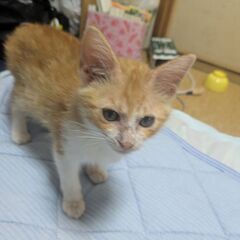 仔猫の里親さん募集♪オス 2匹 2ヶ月 - 久喜市