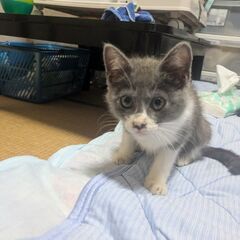 仔猫の里親さん募集♪オス 2匹 2ヶ月 - 猫