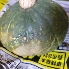 カボチャ570gの画像