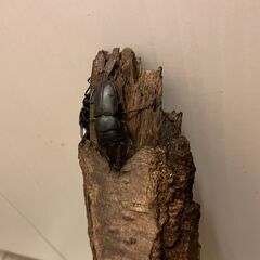 コクワガタ　先着順の画像