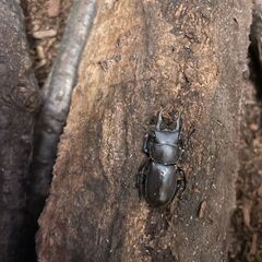 コクワガタ　先着順の画像