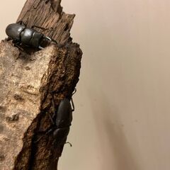 コクワガタ　先着順の画像