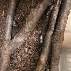 コクワガタ　先着順の画像