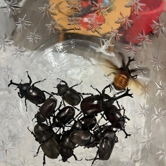 カブトムシ　ノコギリクワガタ　コクワガタ