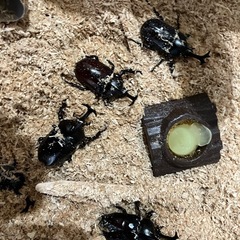 国産カブトムシの画像