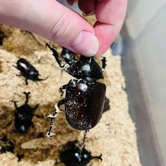 国産カブトムシの画像