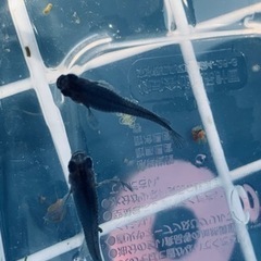 おろちメダカの針子30匹＋α 500円の画像