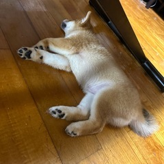 豆柴誕生日R7、4、24