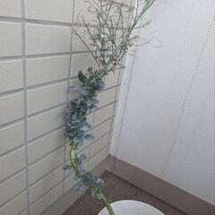 ブロッコリー　 早生の画像