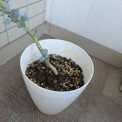 ブロッコリー　 早生の画像