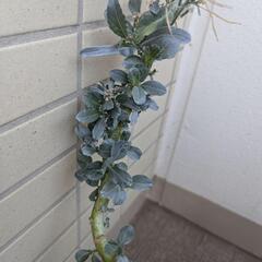 ブロッコリー　 早生の画像