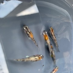 三色メダカの針子30匹＋α 500円の画像