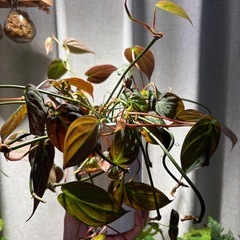 ｶｯﾄ苗　ﾌｨﾛﾃﾞﾝﾄﾞﾛﾝ ﾐｶﾝｽ　観葉植物　蔓性　…