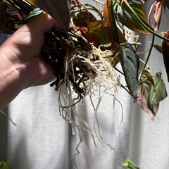ｶｯﾄ苗　ﾌｨﾛﾃﾞﾝﾄﾞﾛﾝ ﾐｶﾝｽ　観葉植物　蔓性　ﾍﾞﾙﾍﾞｯﾄの画像