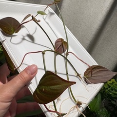ｶｯﾄ苗　ﾌｨﾛﾃﾞﾝﾄﾞﾛﾝ ﾐｶﾝｽ　観葉植物　蔓性　ﾍﾞﾙﾍﾞｯﾄの画像