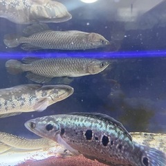 ノーザンバラムンディの画像