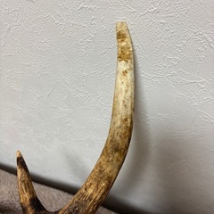 鹿頭蓋骨，鹿角の画像
