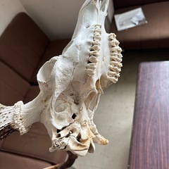 鹿頭蓋骨，鹿角の画像