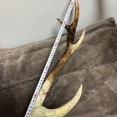 鹿頭蓋骨，鹿角の画像