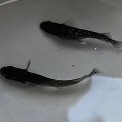 【選別外】めだかミッドナイトフリル漆黒1ペアの画像