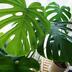 ランキングキーワードに紐づく投稿画像-観葉植物