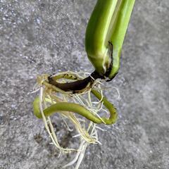 【観葉植物】モンステラの画像
