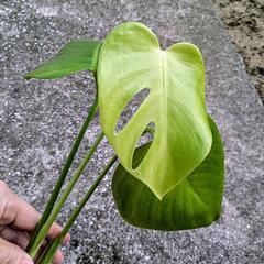 【観葉植物】モンステラの画像