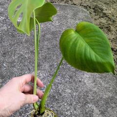 【観葉植物】モンステラの画像