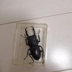 ヒラタクワガタ？の画像