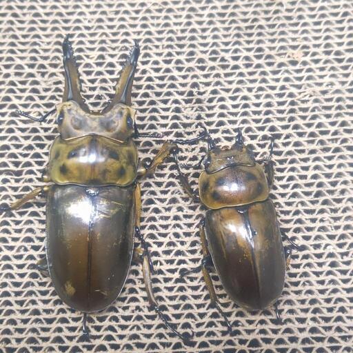 ババオウゴンオニクワガタペア (marux) 小倉のその他の中古