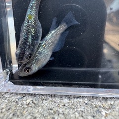 メダカ品種多数の画像