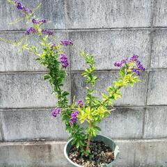 デュランタ宝塚　鉢植えの画像