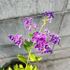 デュランタ宝塚　鉢植えの画像