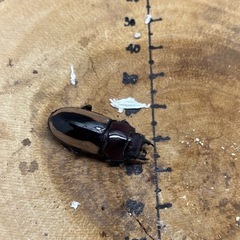 フルストルファーノコギリクワガタ ロンボク島産 ペア♂51.9mm X ♀31mmの画像