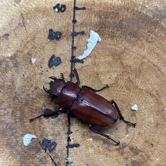 メタリフェルホソアカクワガタ 亜種サンギレンシス ペア♂51.9mm×♀26.5mmの画像