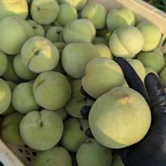 新鮮な緑色の桃 Đào xanh Đào giònの画像