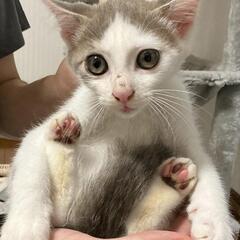 人なれしてます　灰白男の子