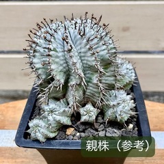 Euphorbia horrida ◆ユーフォルビア ホリダ アルバ　雄木　子株の画像
