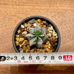 Euphorbia horrida ◆ユーフォルビア ホリダ アルバ　雄木　子株の画像