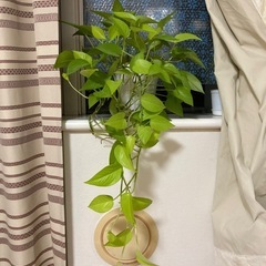 観葉植物　ポトス　ライムの画像