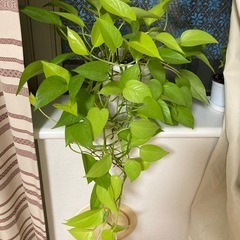 観葉植物　ポトス　ライムの画像