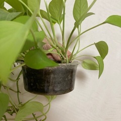 観葉植物　ポトス　ライムの画像