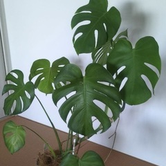 モンステラ　観葉植物の画像