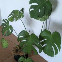 モンステラ　観葉植物の画像