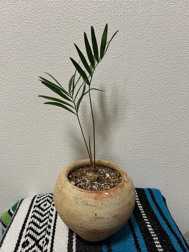 観葉植物　ザミアフロリダーナ　鉢セット