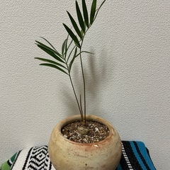 観葉植物　ザミアフロリダーナ　鉢セットの画像