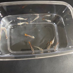 グッピー10匹セットの画像